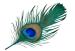 Diamond_Lotus_Tantra_Institut_Pfauenfeder