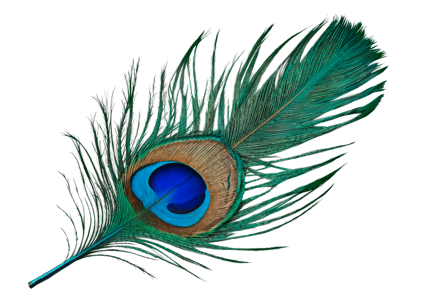 Diamond_Lotus_Tantra_Institut_Pfauenfeder