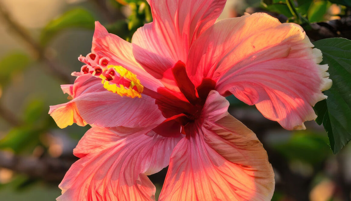 LomiLomi_Hibiskus_Quadrat