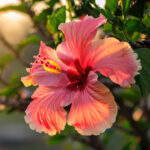 LomiLomi_Hibiskus_Quadrat
