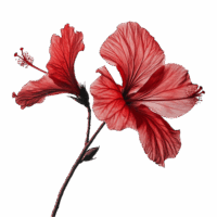 Diamond_Lotus-LomiLomi-Massage_Symbol