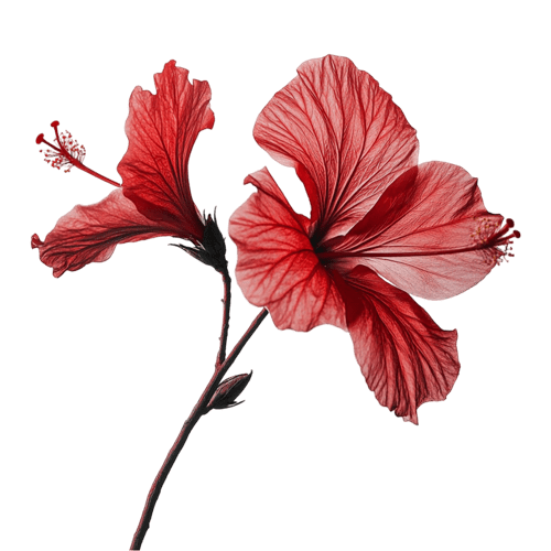 Diamond_Lotus-LomiLomi-Massage_Symbol