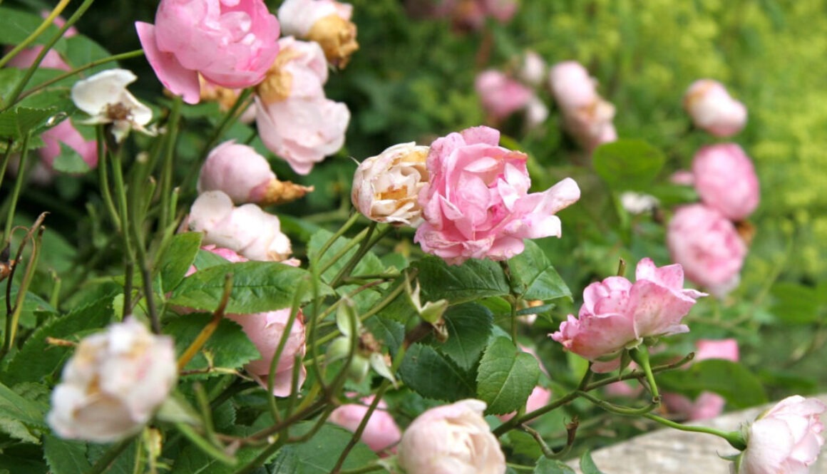Rosen